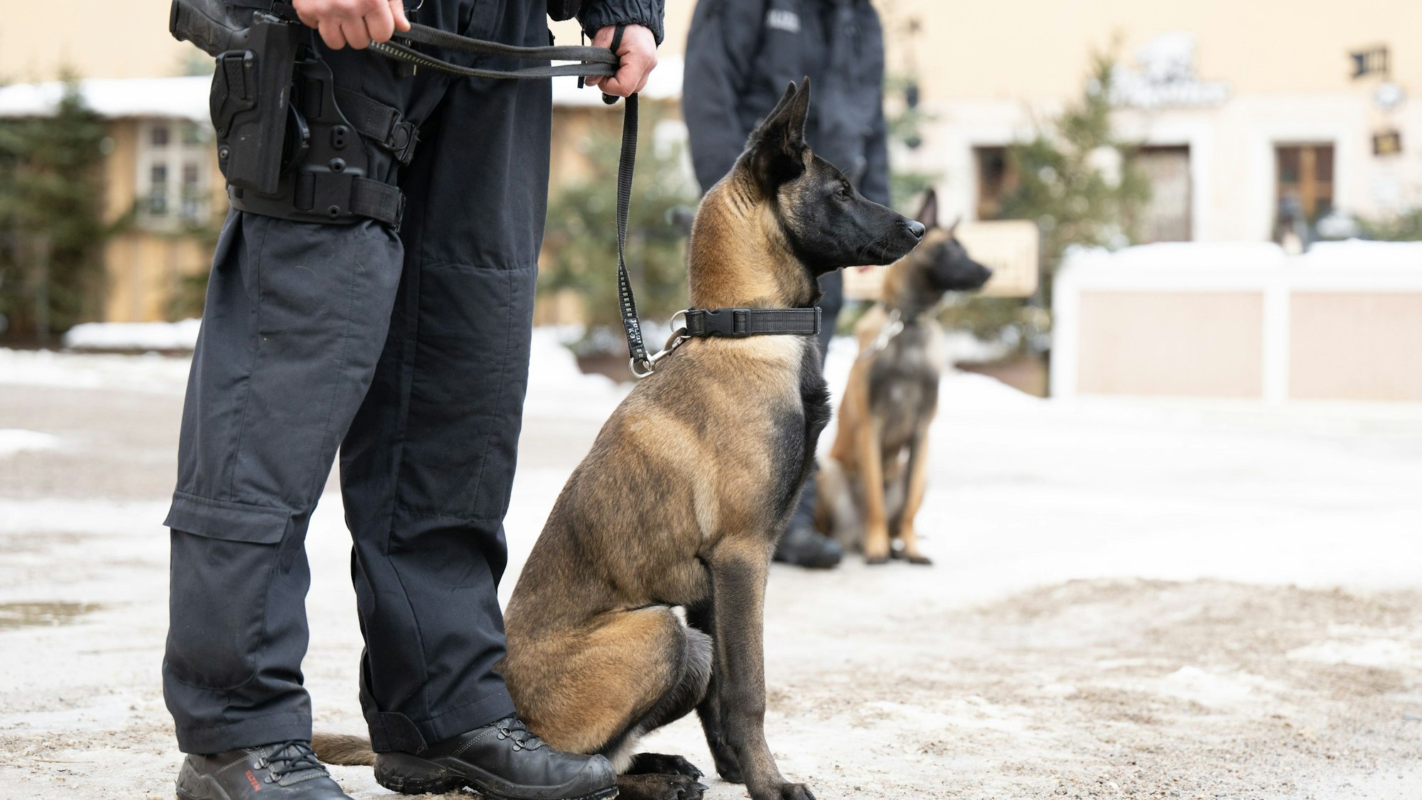 Hunde der Diensthundestaffel der Polizeidirektion Dresden warten während einer Übungseinheit auf der Festung Königstein auf ihren Einsatz.