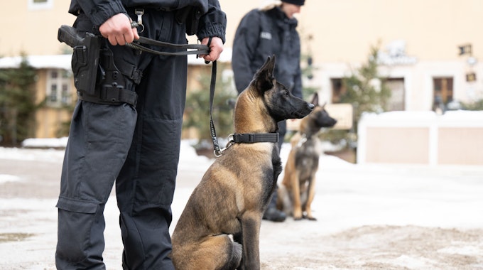Hunde der Diensthundestaffel der Polizeidirektion Dresden warten während einer Übungseinheit auf der Festung Königstein auf ihren Einsatz.&nbsp;