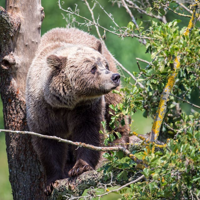 Ein Braunbär klettert im Gehege im Wildpark Poing auf einem Baum.&nbsp;