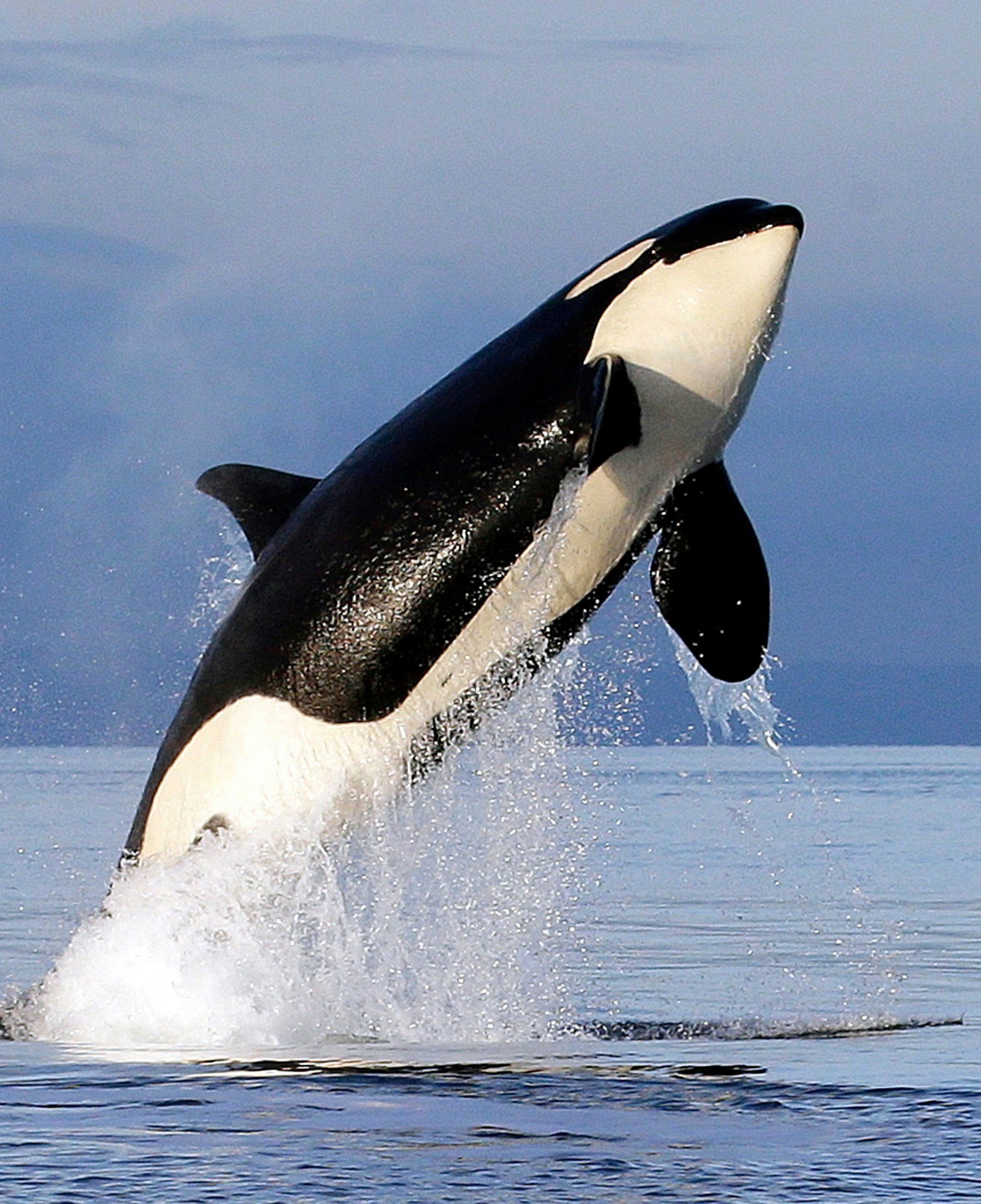 Ein Orca taucht bei Seattle aus dem Meer auf.