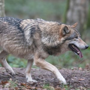Ein Wolf läuft durch ein Freigehege in einem Wildpark.