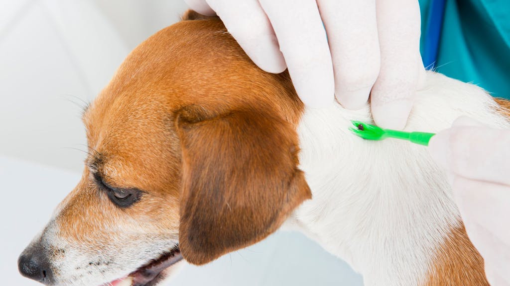 Ein Arzt entfernt eine Zecke aus dem Fell eines Hundes.