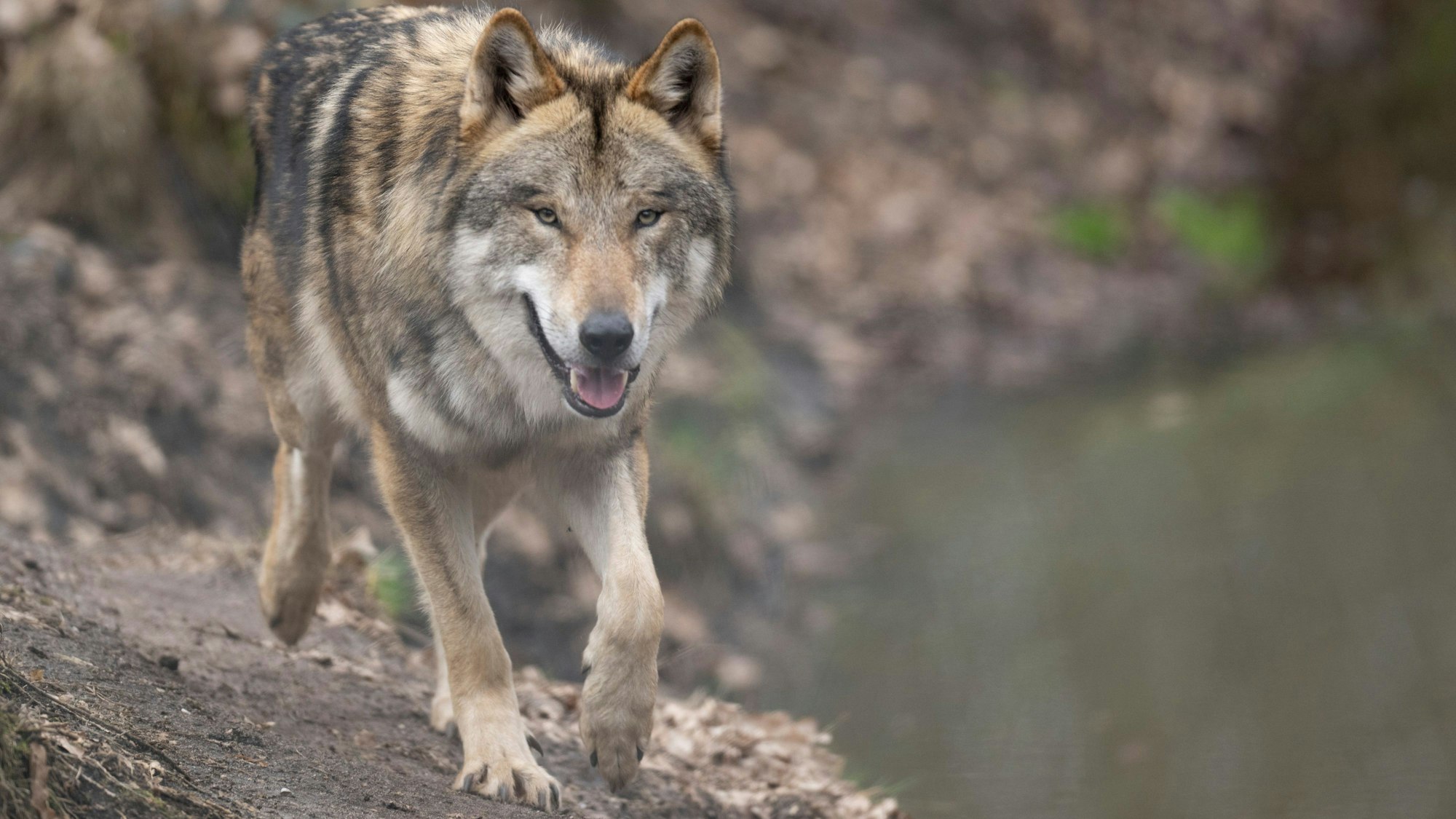 Ein Wolf läuft durch sein Gehege im Tierpark.