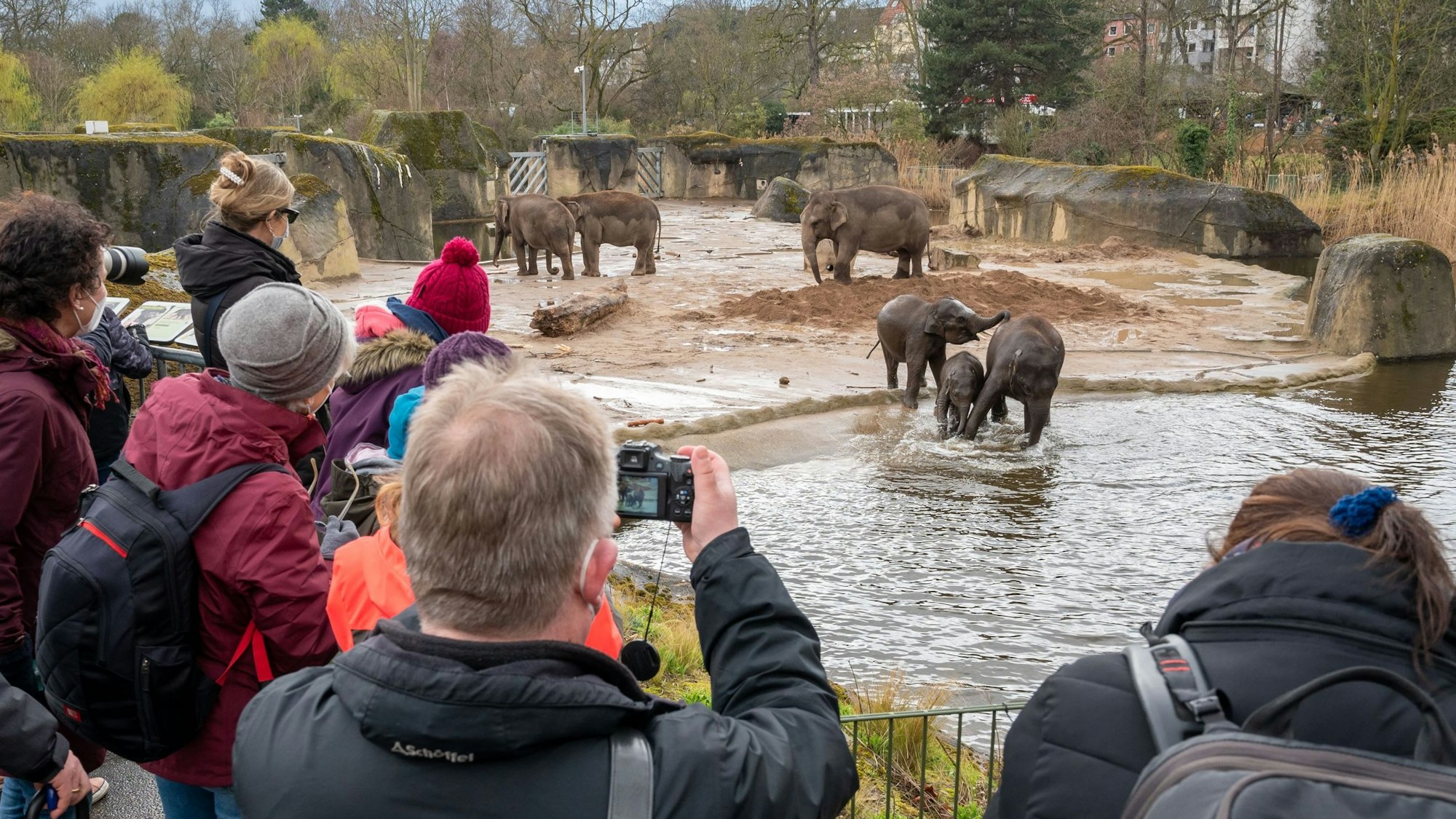 Die Elefanten im Kölner Zoo haben einen Abgang zu verzeichnen. Unser Bild zeigt den Blick von der Besucherplattform des Kölner Zoos. (Archivbild)