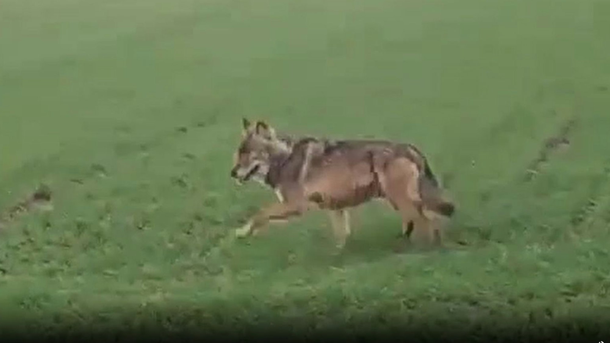 Ein unscharf abgebildetes wolfsähnliches Tier läuft über eine Wiese.