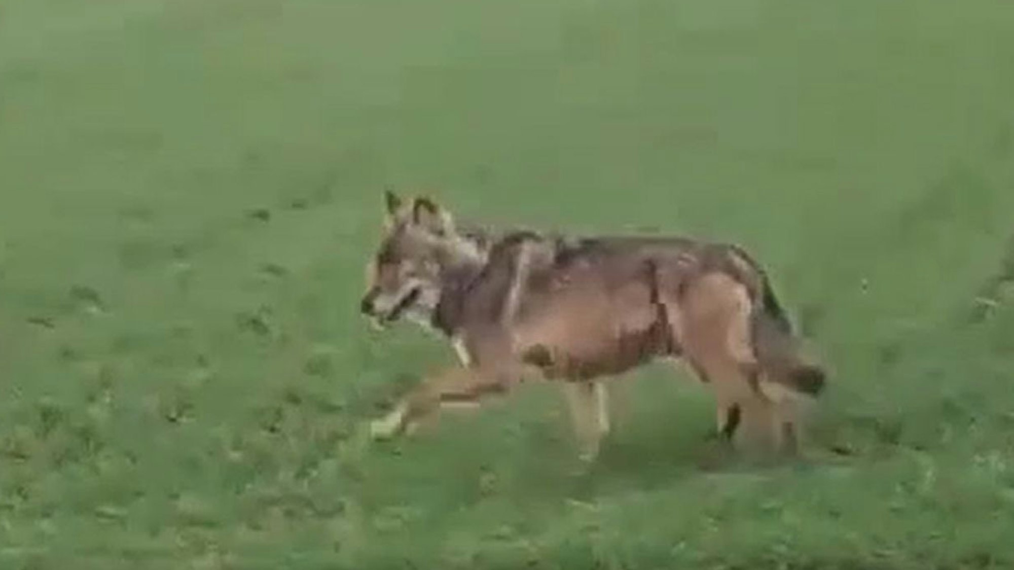 Ein Wolf läuft über eine Wiese.