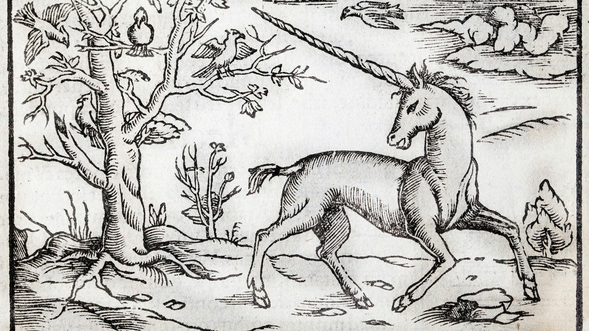 Holzschnitt von Sebastian Münster um 1560. Der Glaube an Einhörner lässt sich bis in die frühe Neuzeit nachweisen. Zu sehen ist ein Einhorn in einer Landschaft mit Bäumen, Vögeln und Wolken.
