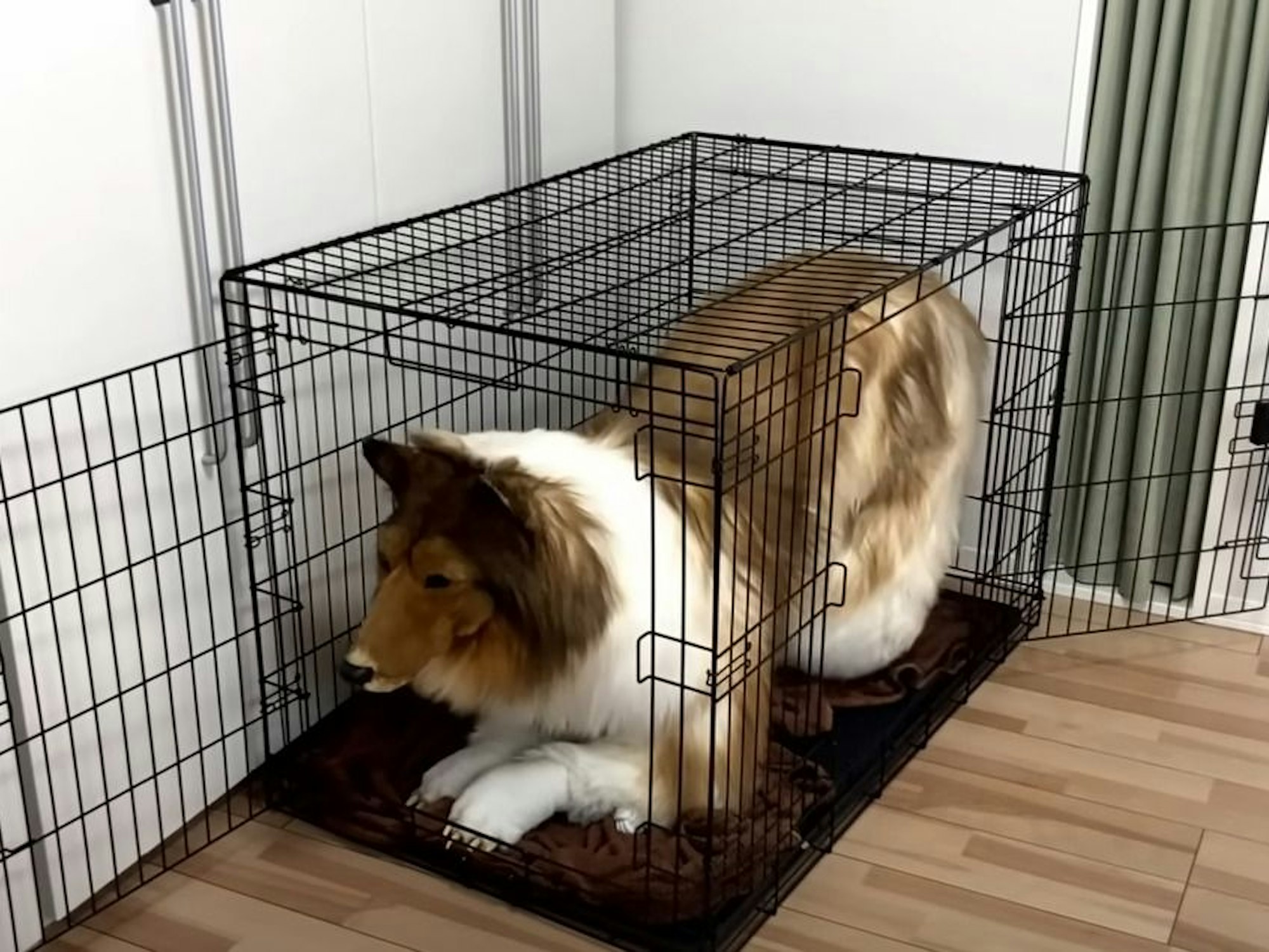Der Japaner Toco sitzt in seinem Hundekostüm in einem Hundekäfig.