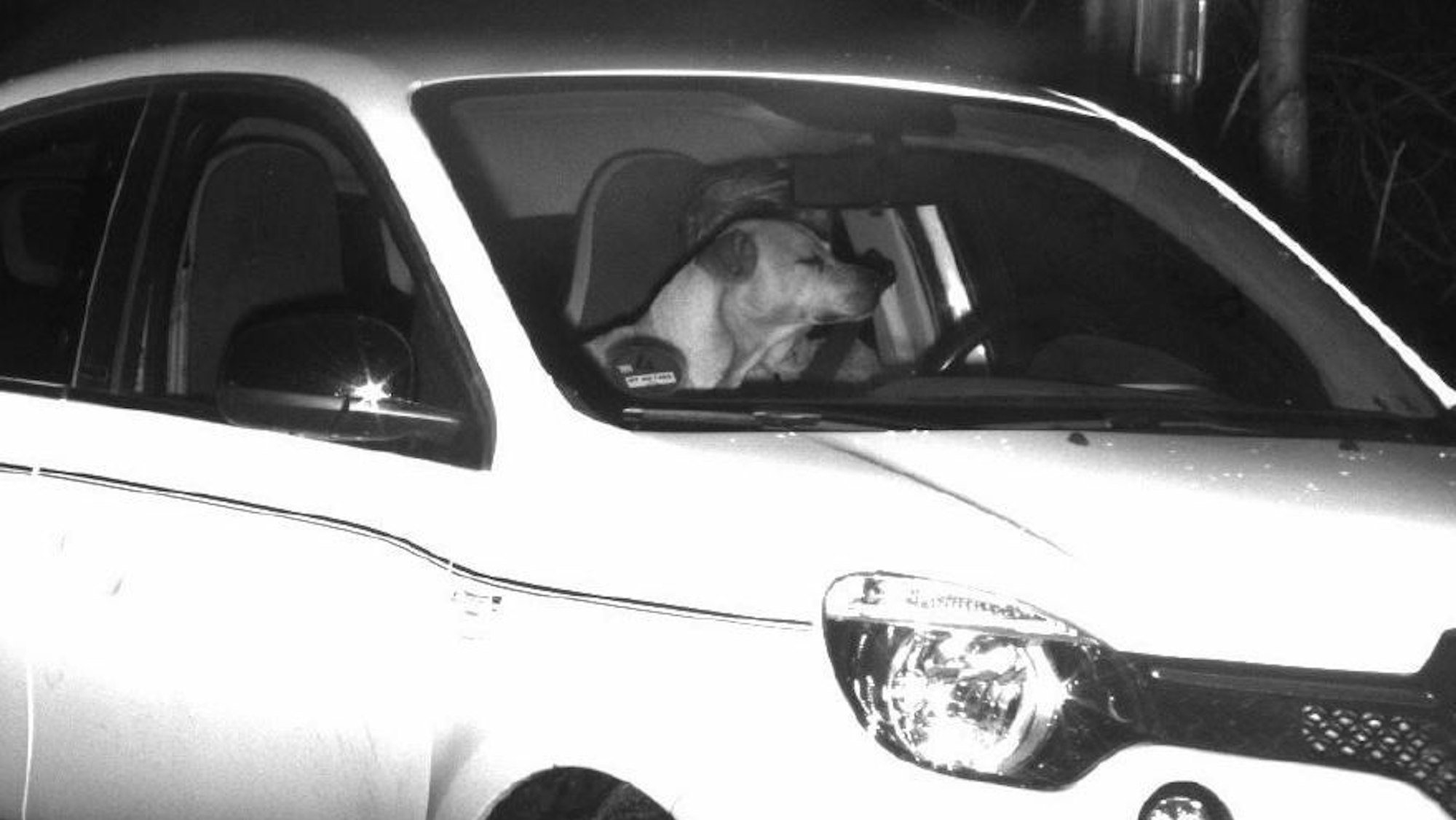 Blitzerfoto von einem Hund im Auto, der das Gesicht des Fahrers in Bonn verdeckt.