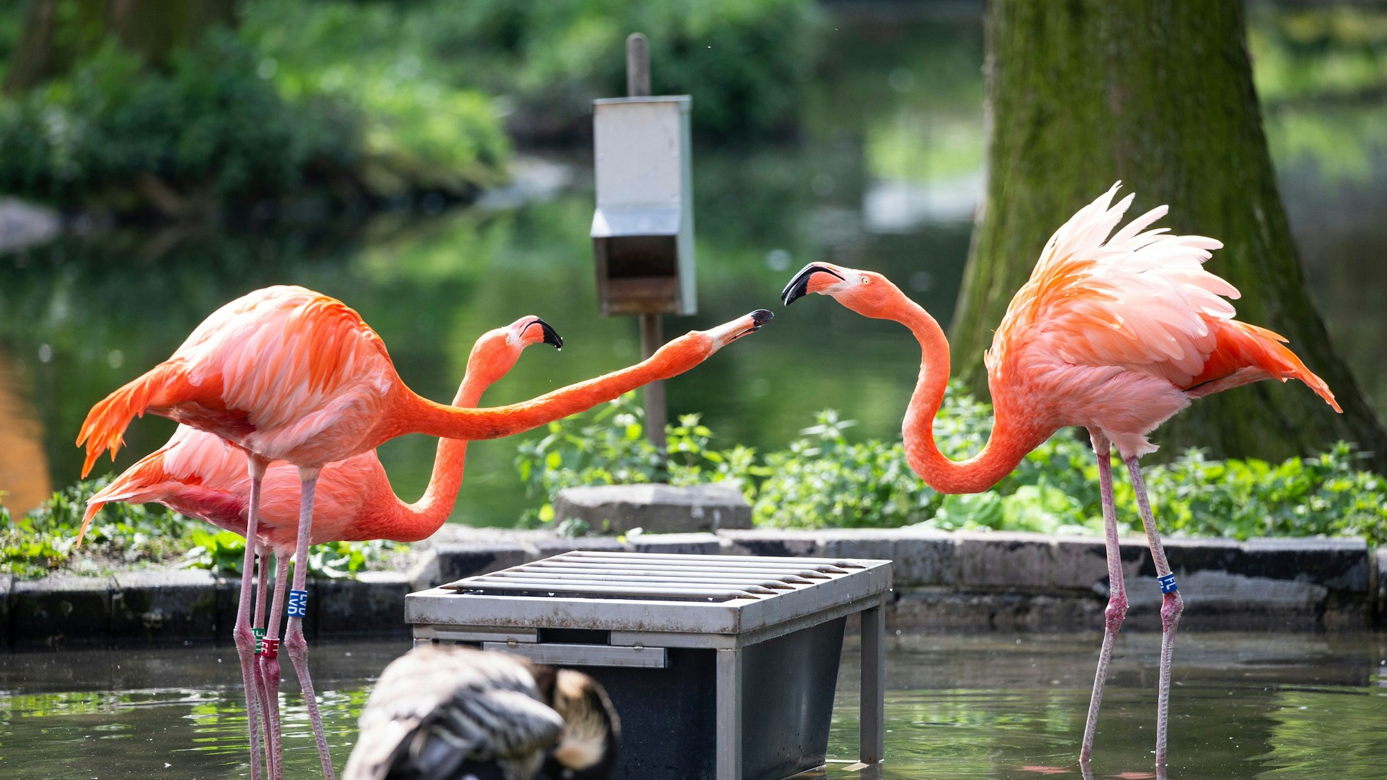 Drei Flamingos stehen in einem Teich.
