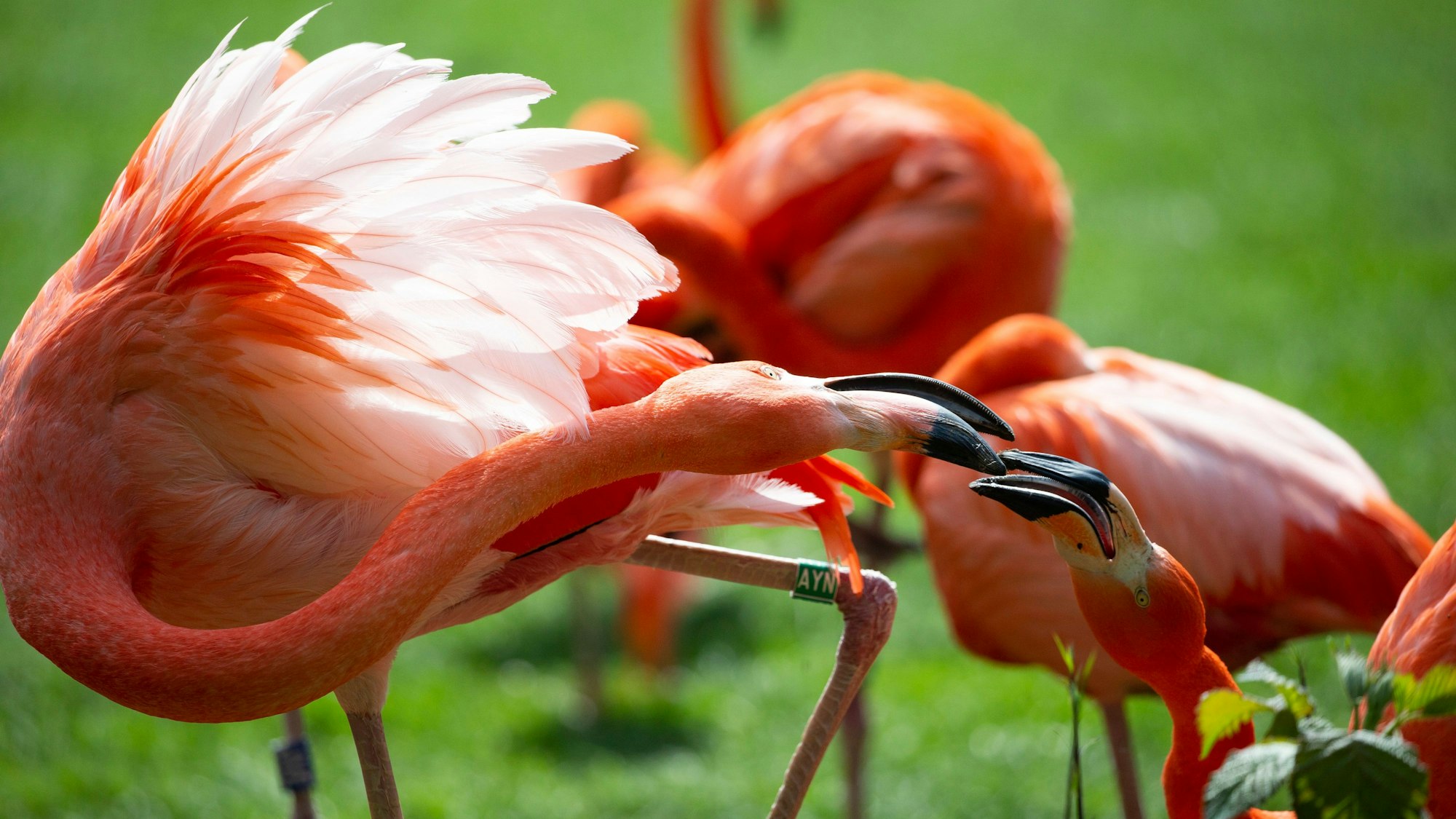Die Flamingos durften wieder in den Weiher.