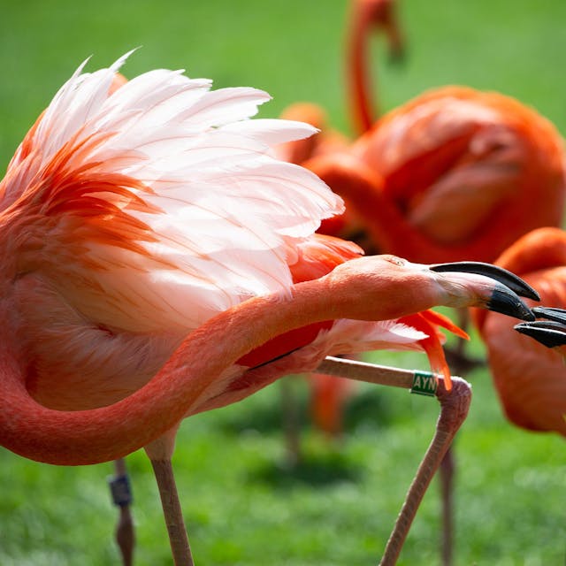 Die Flamingos durften wieder in den Weiher.