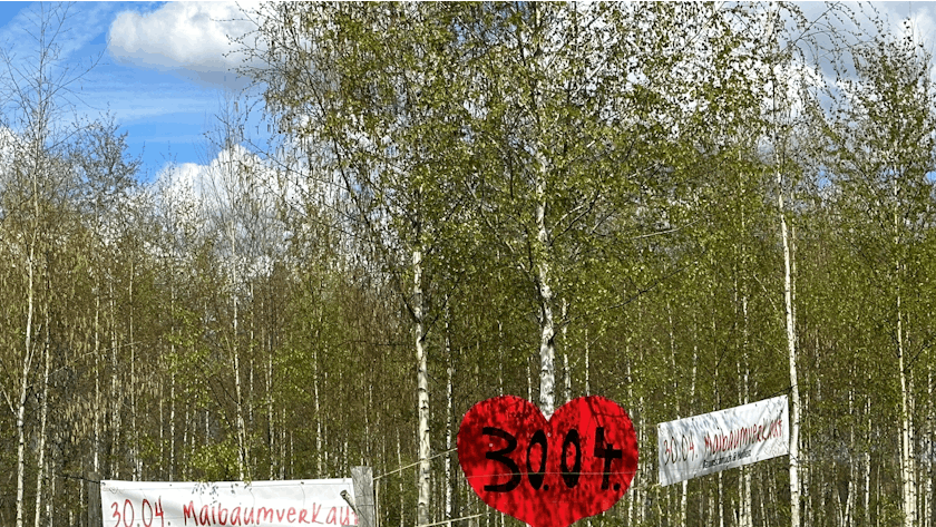 Werbeschilder zum Maibaumverkauf vor einem Birkenwald.