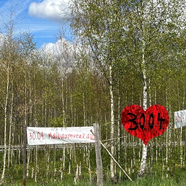 Werbeschilder zum Maibaumverkauf vor einem Birkenwald.