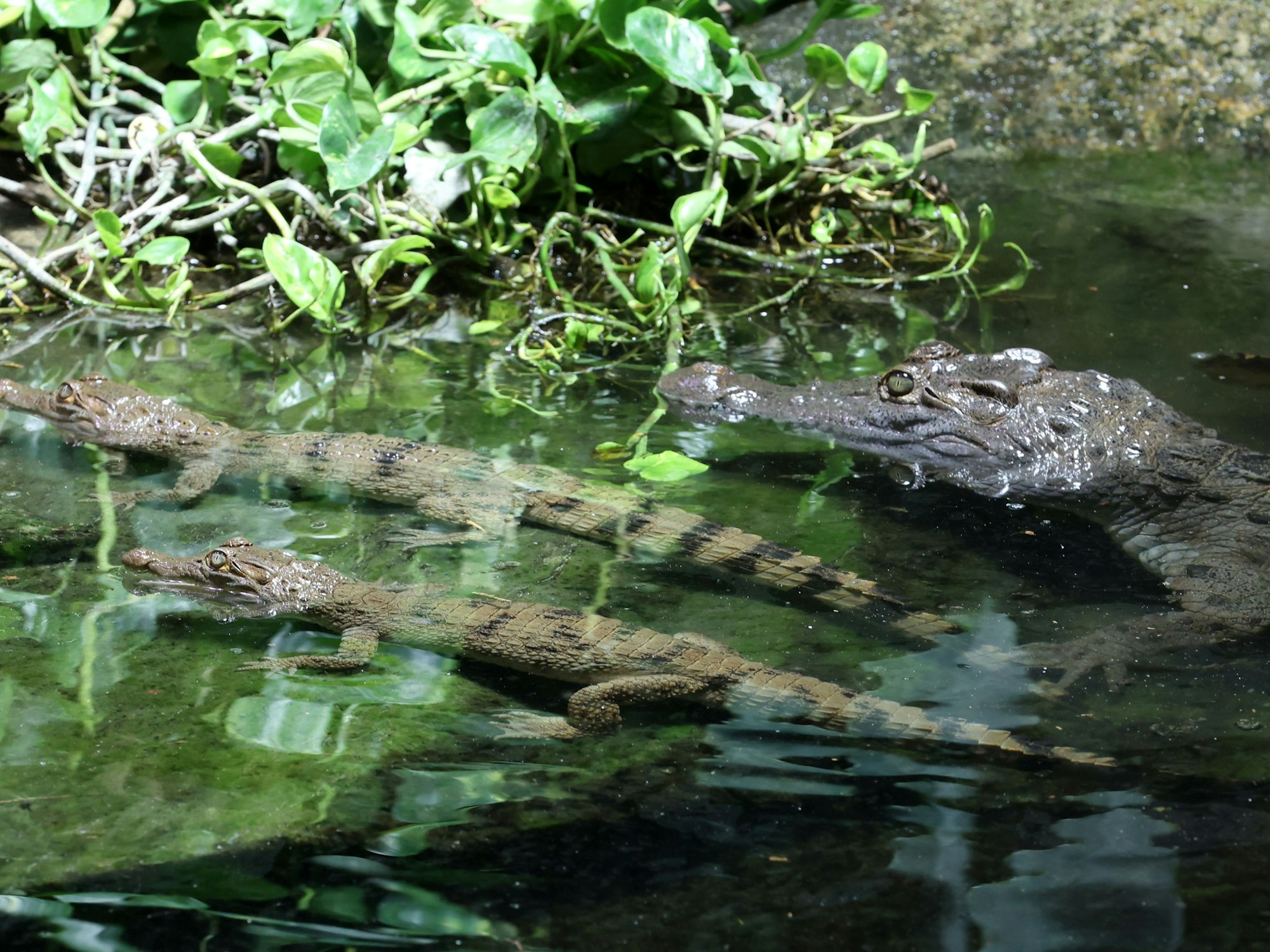 Ein Philipinen-Krokodil schwimmt mit seinem Nachwuchs durch das Gehege.