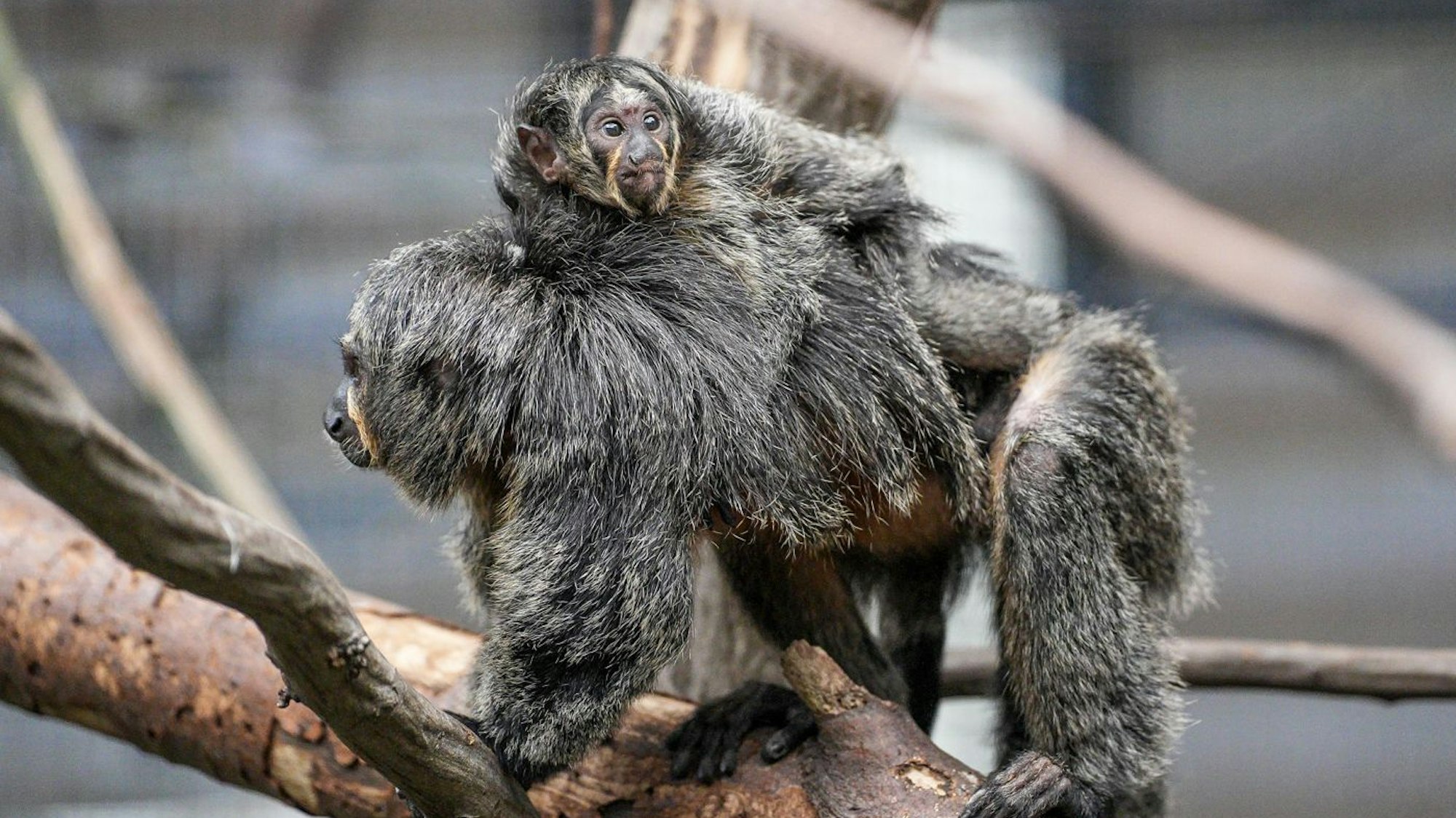 Ein Affe der Weißkopfsaki-Art trägt seinen Nachwuchs auf dem Rücken.