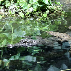 Ein Philippinen-Krokodil-Weibchen liegt im Wasser. Zwei Jungtiere sind auch zu sehen.