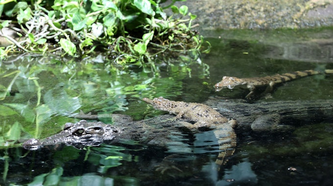 Ein Philippinen-Krokodil-Weibchen liegt im Wasser. Zwei Jungtiere sind auch zu sehen.