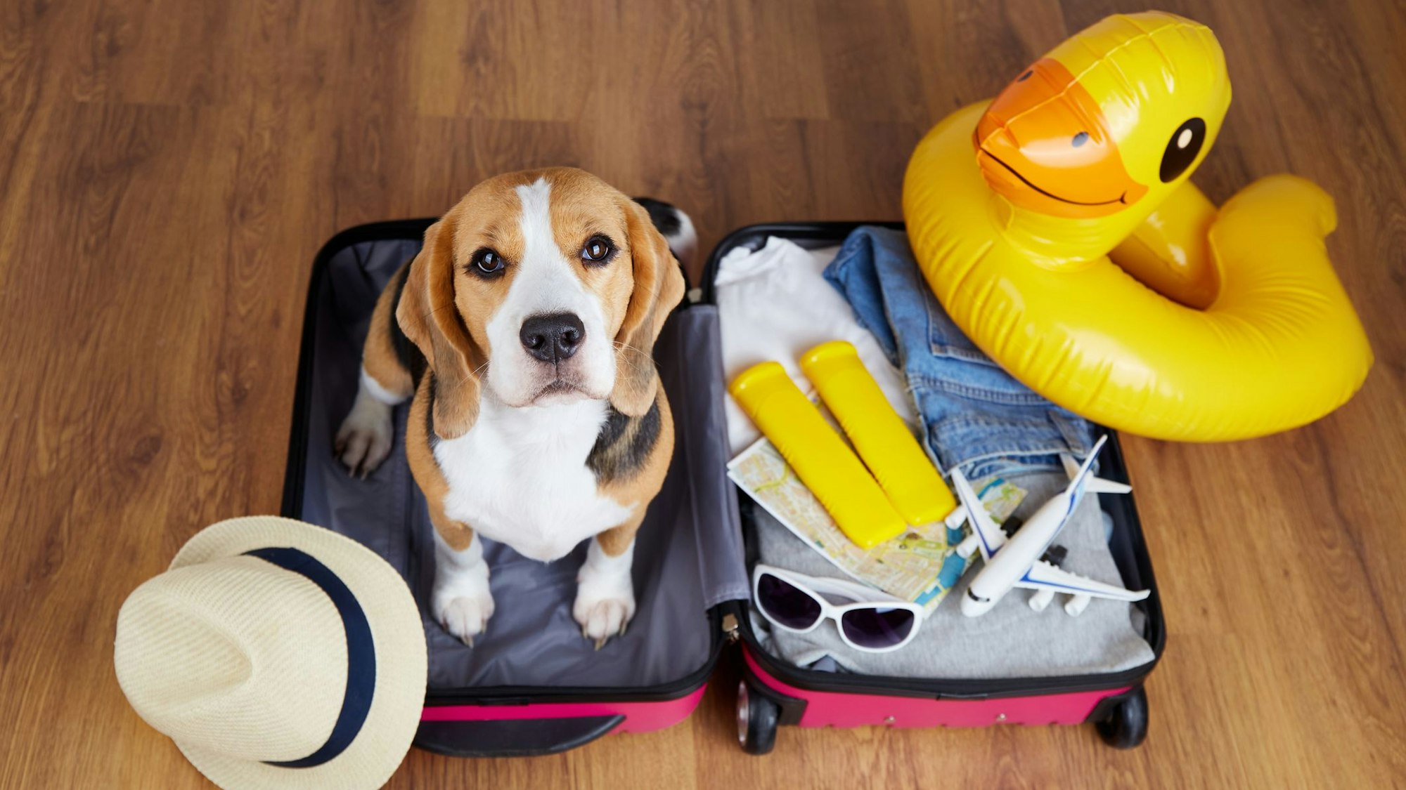Ein Beagle sitzt in einem für einen Sommerurlaub gepackten Koffer.