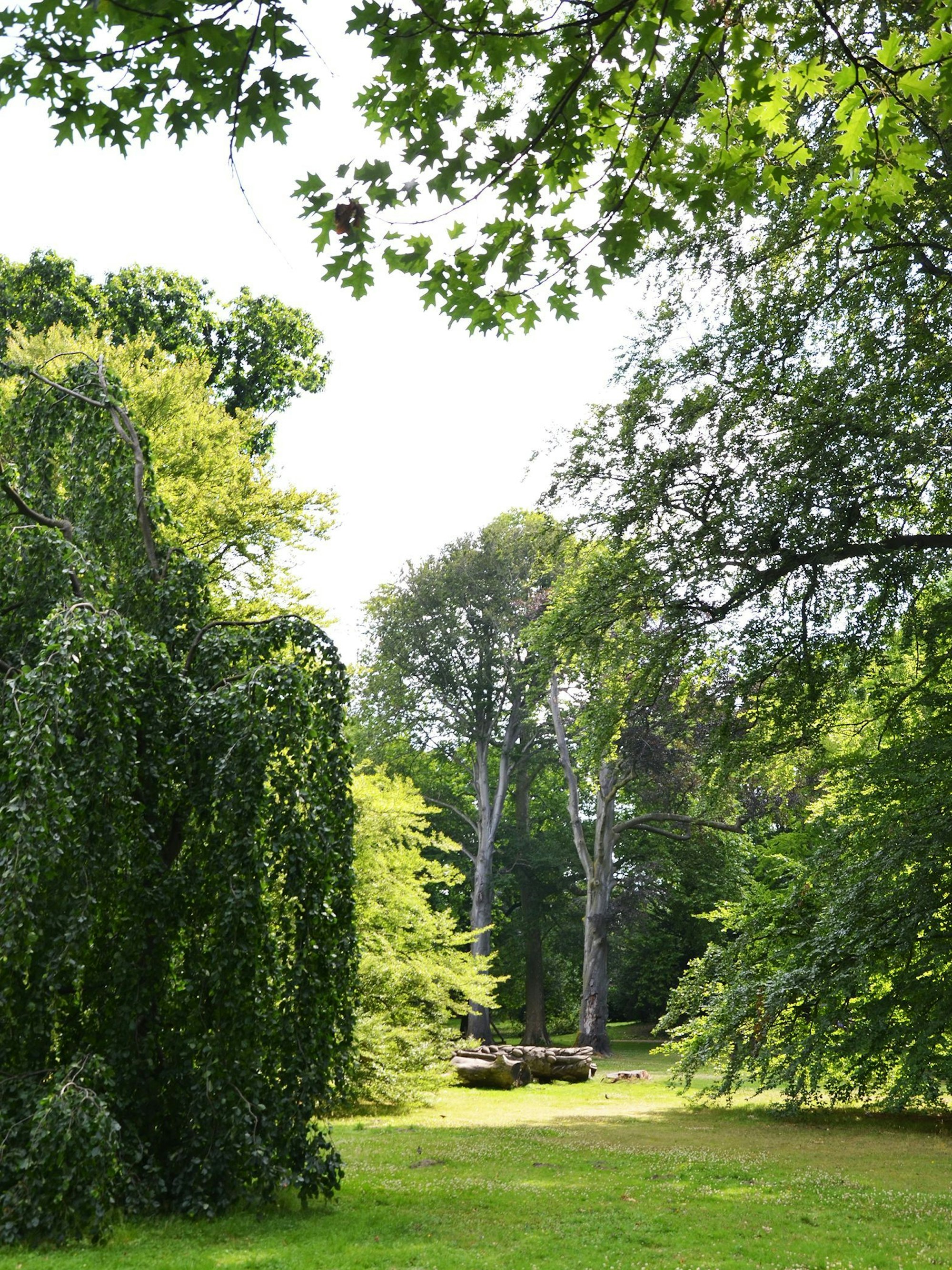 Viele alte Bäume gibt es auch im Stammheimer Schlosspark