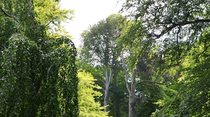 Auch im Stammheimer Schlosspark stehen viele alte Bäume