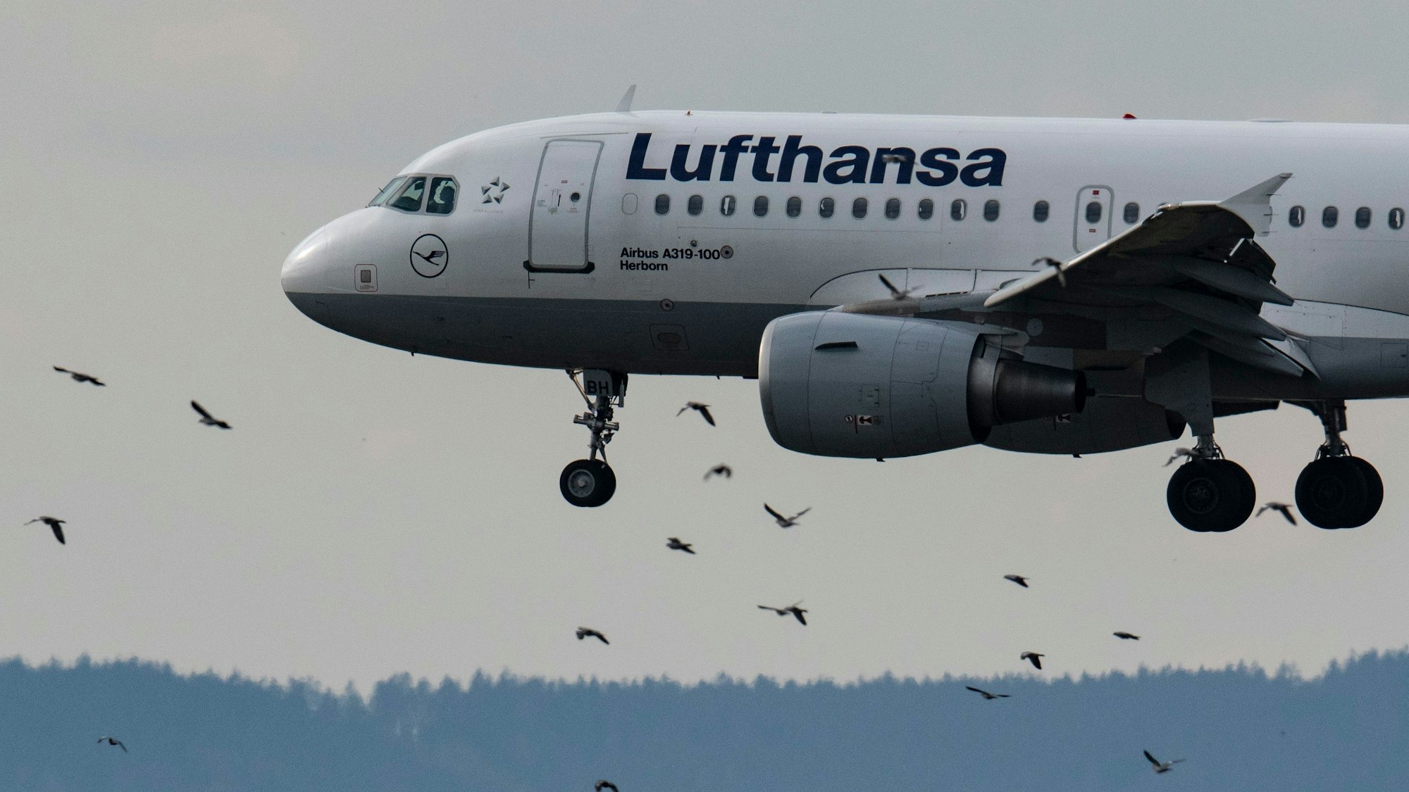Eine Passagiermaschine der Lufthansa vom Typ Airbus A319-100 landet auf dem Flughafen in Frankfurt und fliegt dabei durch einen Schwarm von Vögeln hindurch. (Symbolbild)