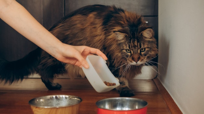 Eine Katze wird von ihrer Besitzerin mit Trockenfutter gefüttert.&nbsp;