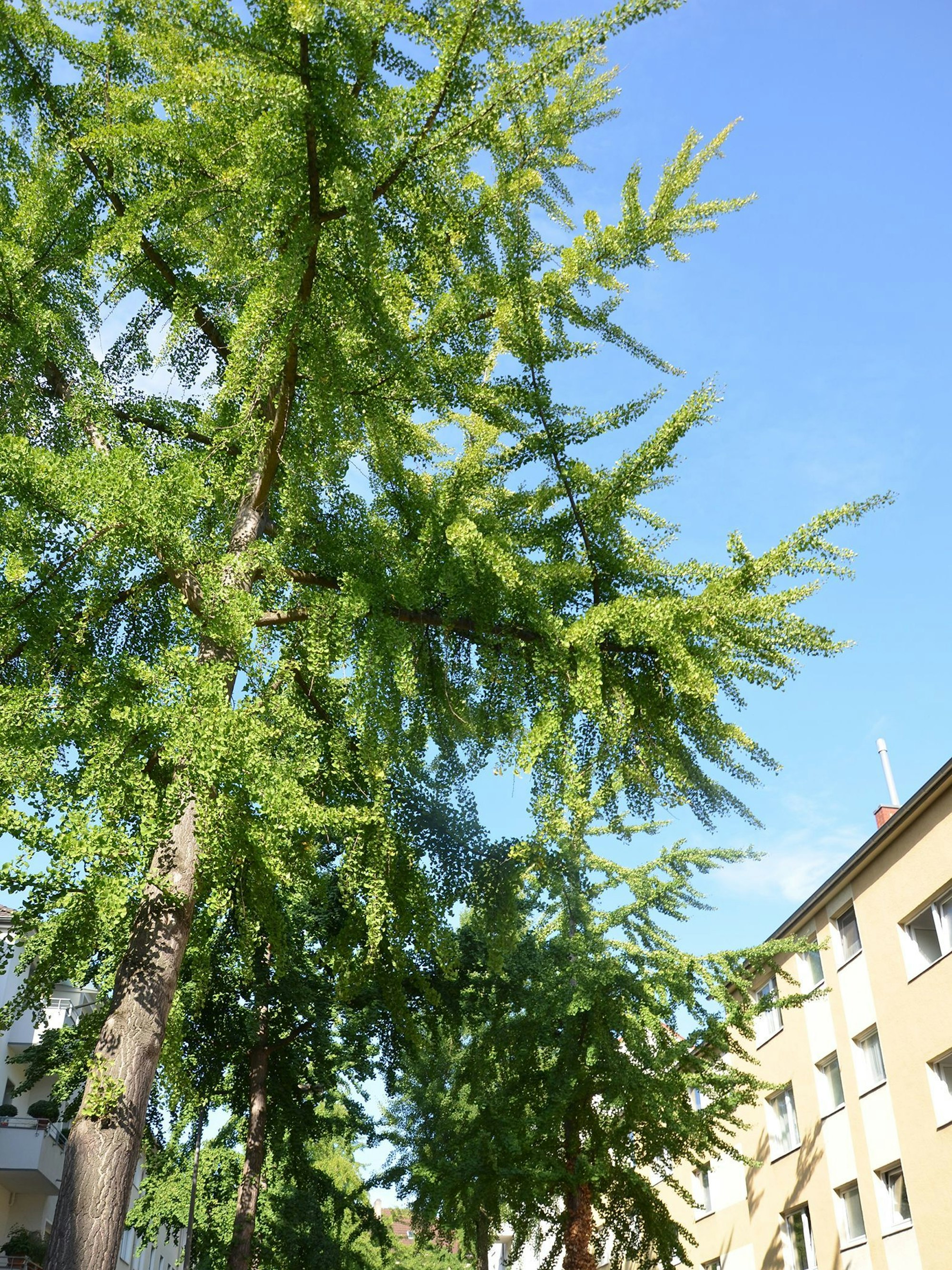 Ginkgo Bäume auf der Wevelinghovener Str. im Agnesviertel