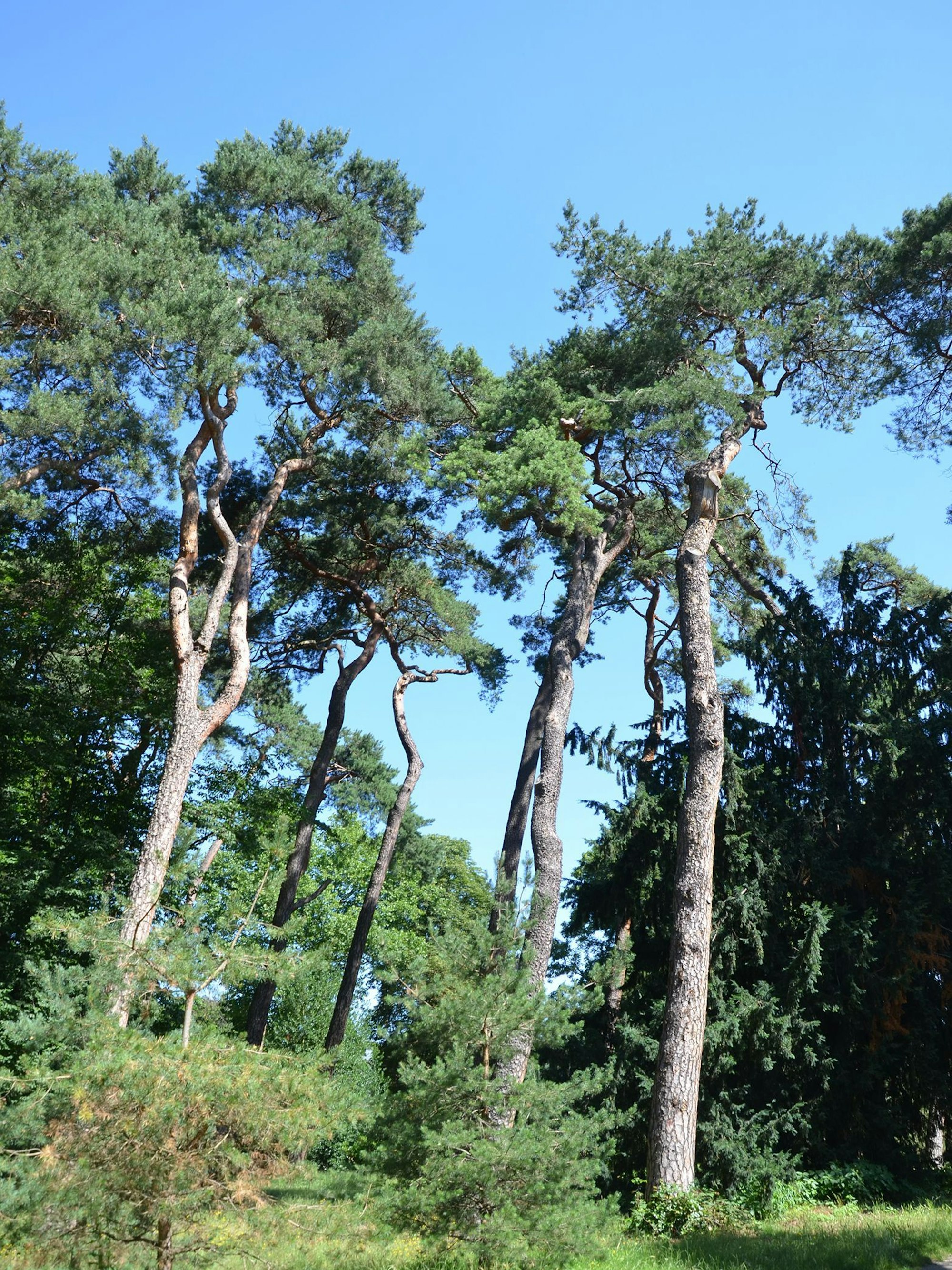 Kiefern im Südpark in Marienburg