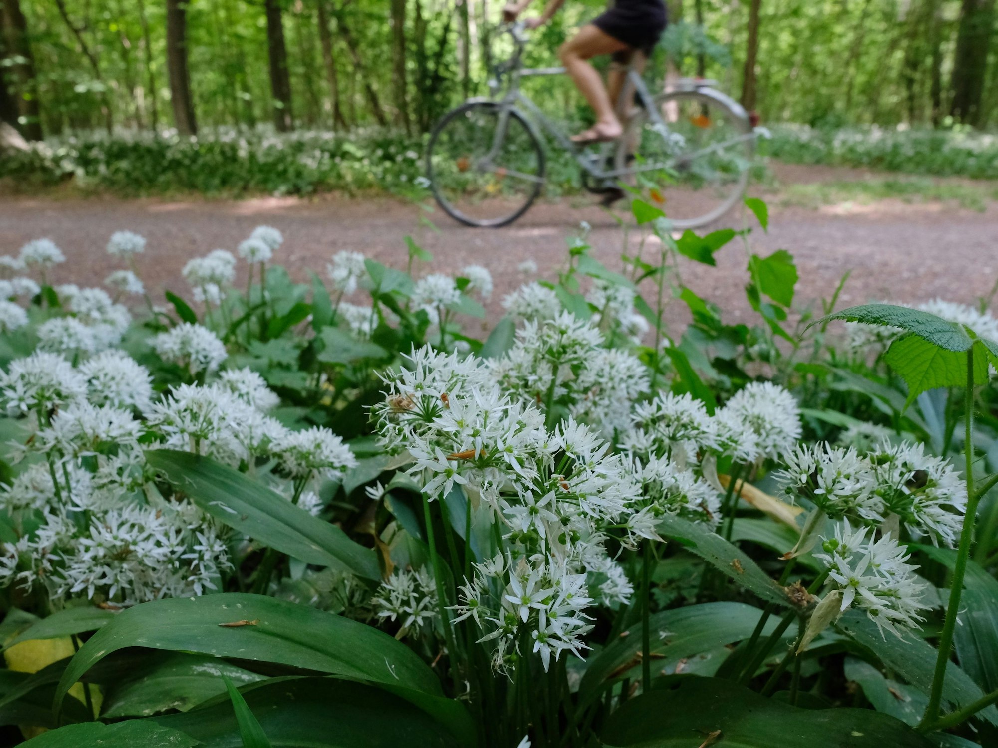 Blühender Bärlauch im Leipziger Auwald am Rande eines Waldwegs, hier im Mai 2020.