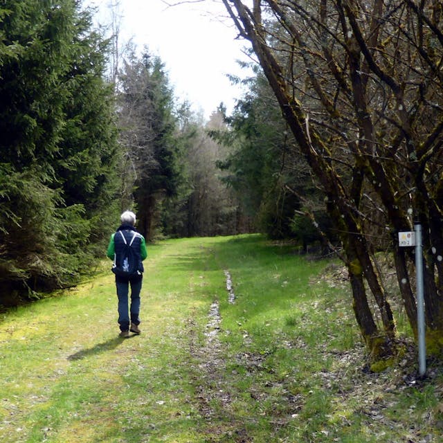 Ein Mensch wandert durch einen Wald.