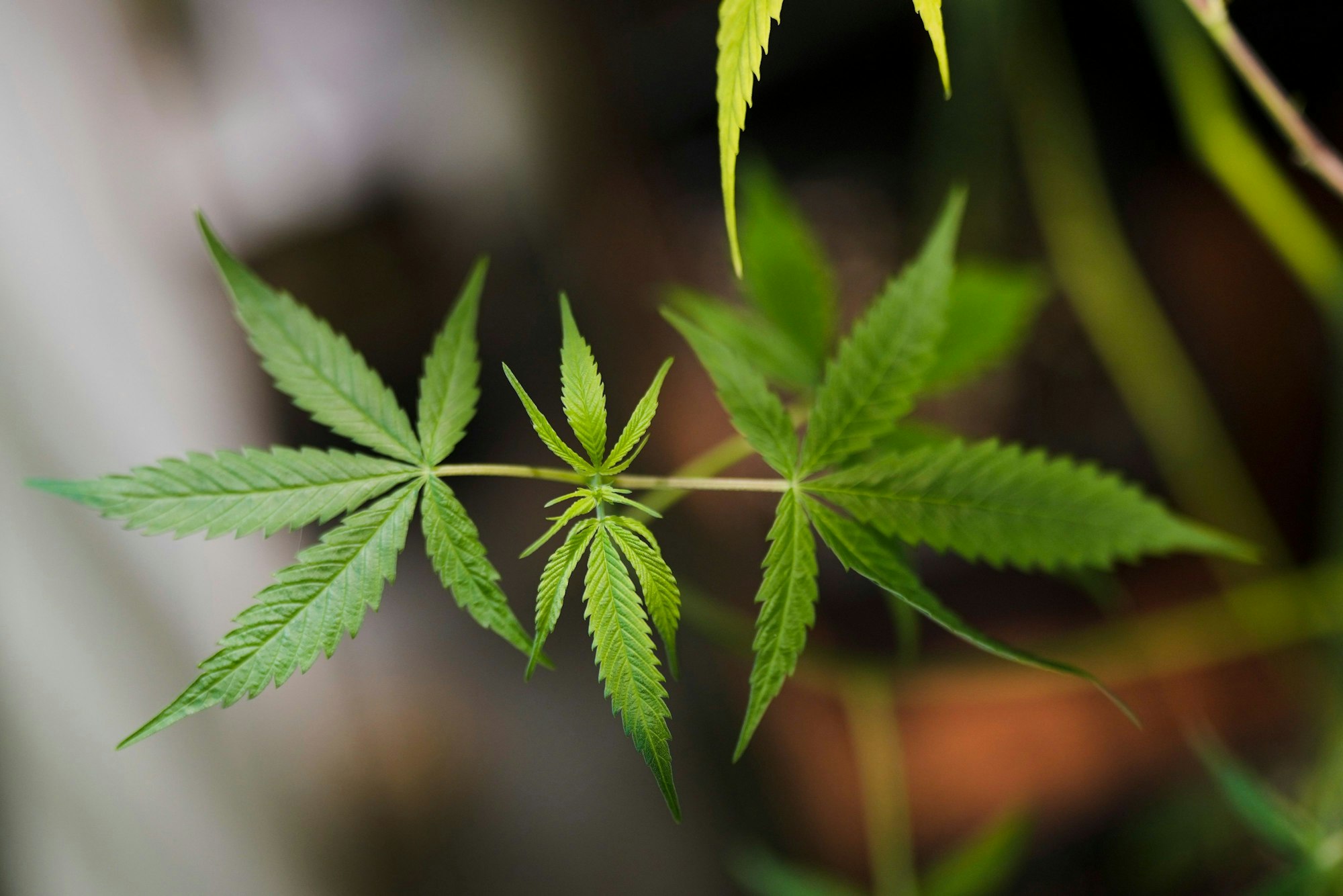 Eine Cannabis-Pflanze in der Nahaufnahme