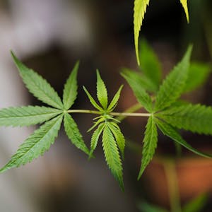 Eine Cannabis-Pflanze in der Nahaufnahme