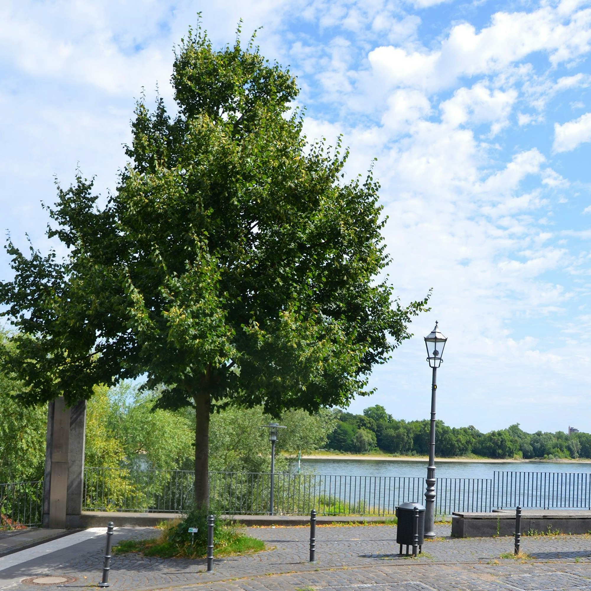Der Lüchenbaum in Rodenkirchen ist heute eine Linde