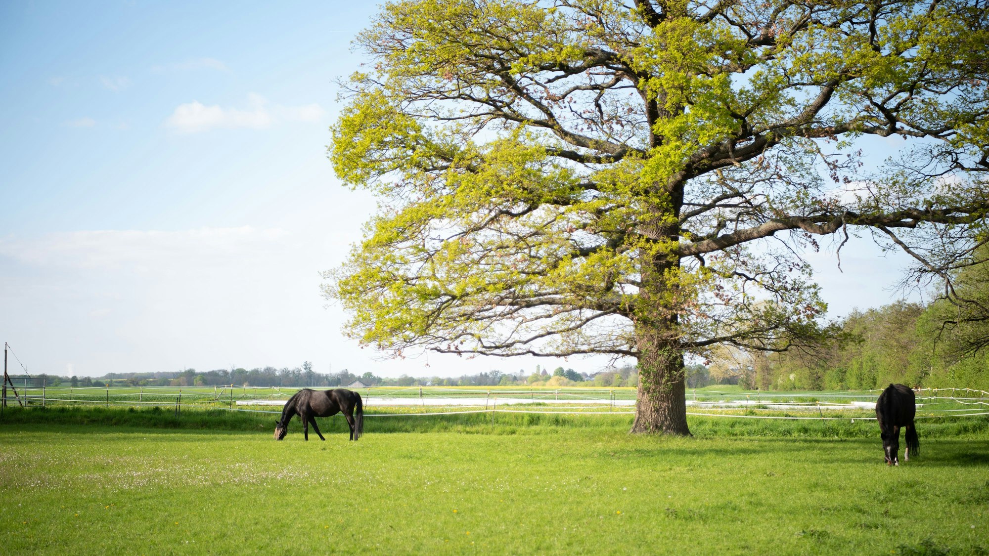 Zwei Pferde grasen auf einer Wiese unter einem alten Baum.