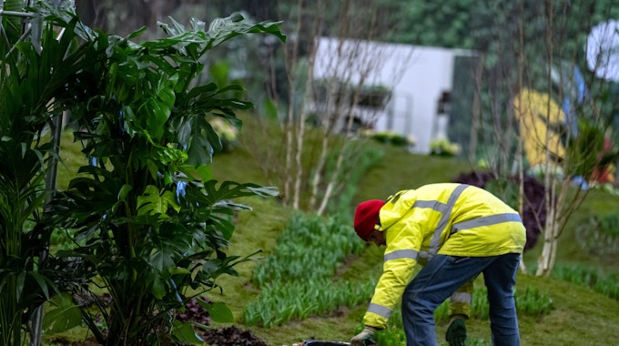 Eine Person arbeitet im Januar in Berlin an einer Wiese. Der giftige Ölkäfer breitet sich immer weiter in den deutschen Gärten aus.