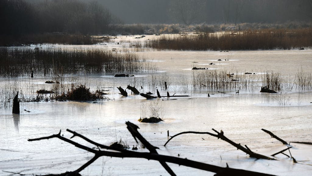 Eine Eisfläche bedeckt am Donnerstag (02.02.2012) auf einem See im Naturschutzgebiet "Worringer Bruch" bei Köln-Worringen. 
