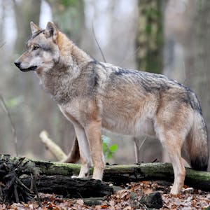 Ein europäischer Grauwolf steht in einem Wald.