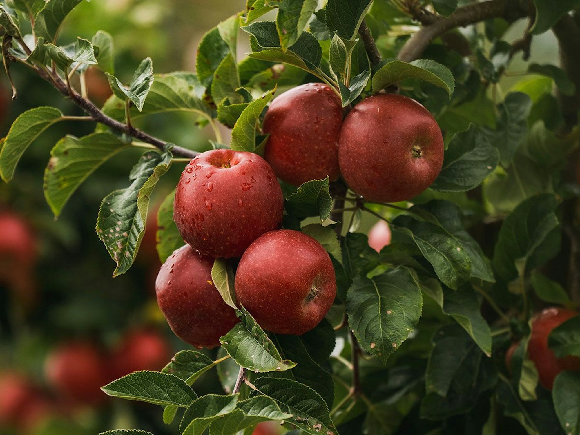 Rote Äpfel von Aldi hängen an einem Baum zwischen Blättern.