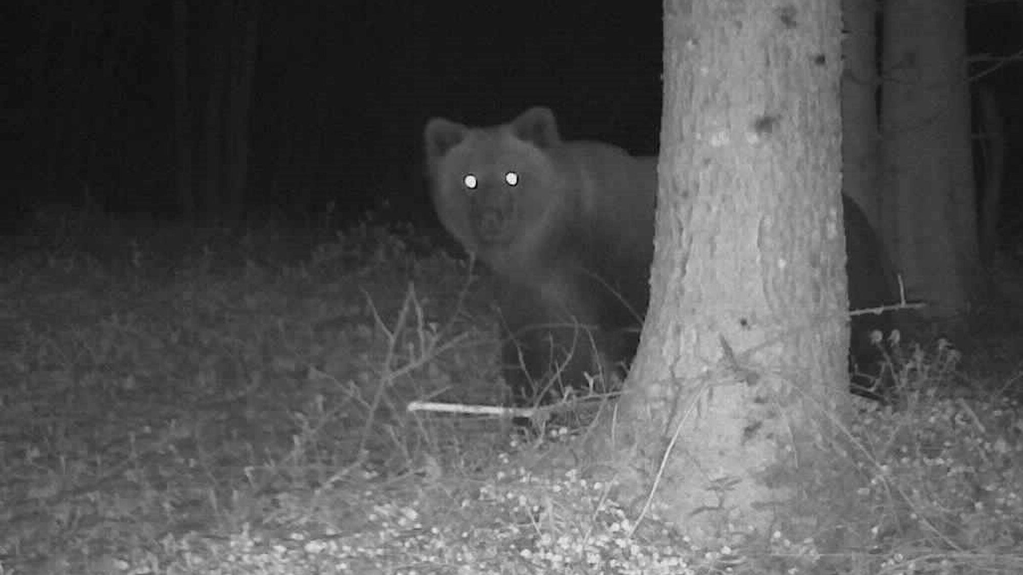 Foto eines Braunbären im bayerischen Landkreis Traunstein, aufgenommen am 7. Mai 2023. Das Tier schaut hinter einem Baum im Dunkeln hervor.