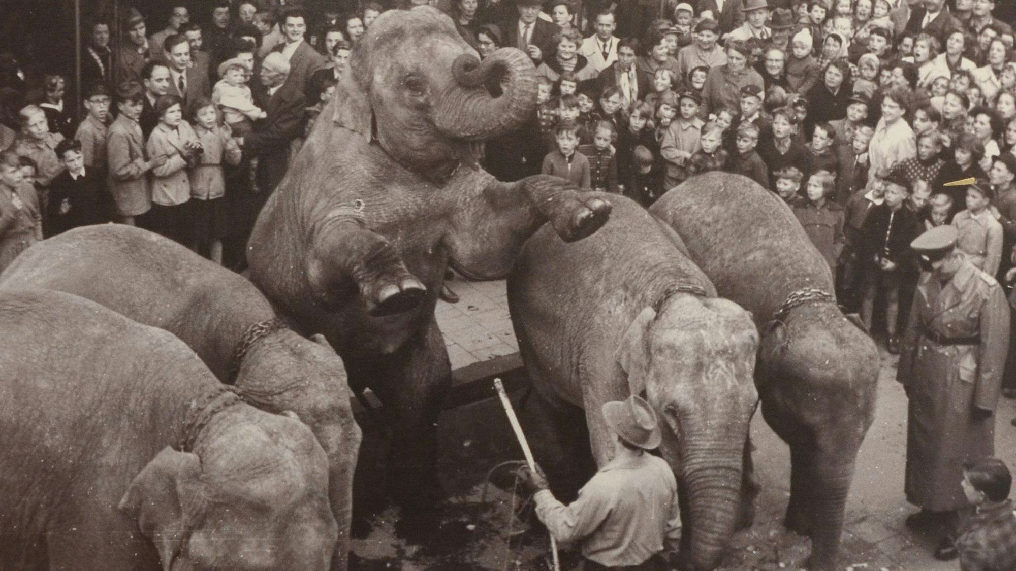 Der Circus Williams ließ seine Elefanten auf der Neustraße in der Euskirchener Innenstadt vor großem Publikum Kunststücke vorführen. Die Aufnahme ist in der neuen Ausstellung des Stadtmuseums zu sehen.