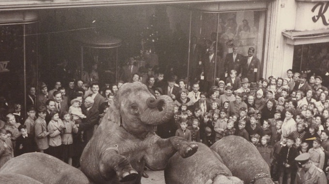 Der Circus Williams ließ seine Elefanten auf der Neustraße in der Euskirchener Innenstadt vor großem Publikum Kunststücke vorführen. Die Aufnahme ist in der neuen Ausstellung des Stadtmuseums zu sehen.