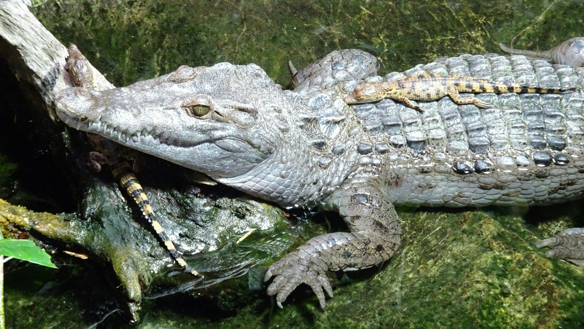 Mehrere Krokodile im Kölner Zoo