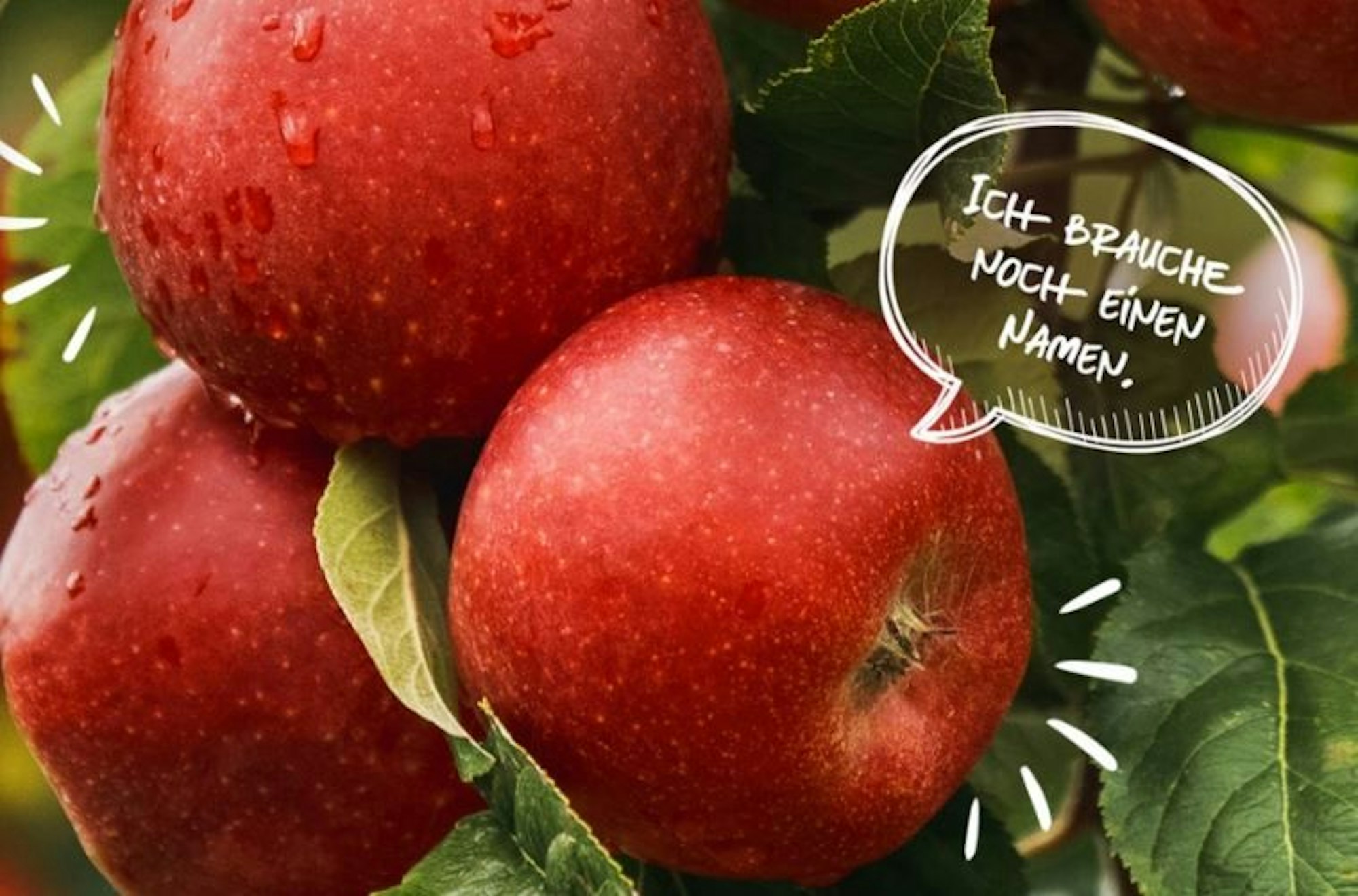 Roter Apfel von Aldi hängt an einem Baum.