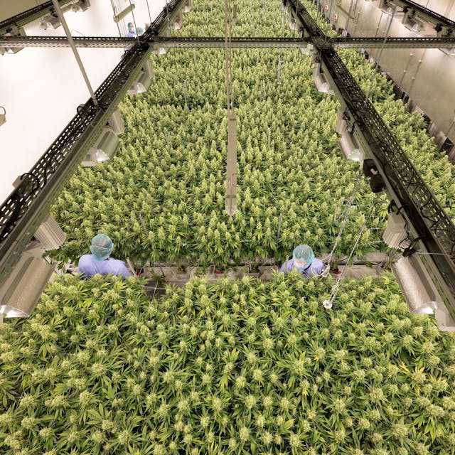 Cannabispflanzen wachsen in einem Blüteraum des Pharmaunternehmens Demecan in Sachsen.
