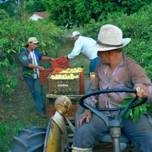 Fairtrade-Bauern bei der Orangenernte.