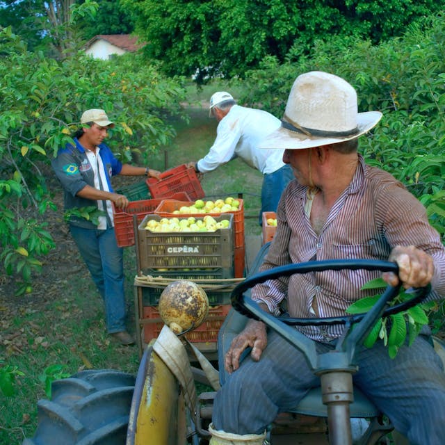 Fairtrade-Bauern bei der Orangenernte.