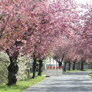 Die Kirschblütenallee in Niederkassel.