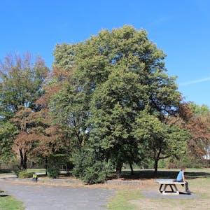 In dem Park stehen zwei Bäume und eine Tischtennisplatte.