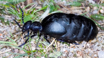 Ein Schwarzblauer Ölkäfer krabbelt über den Boden.